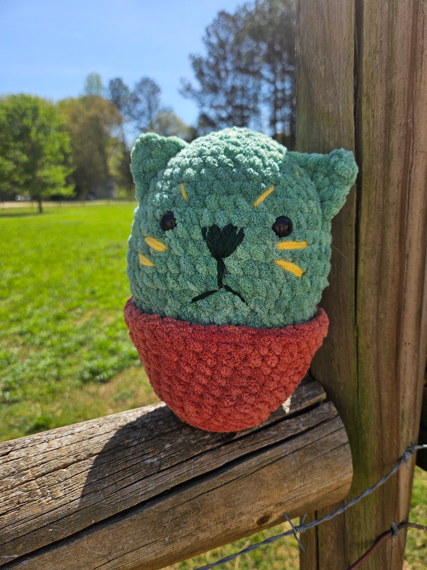 Cactus cat