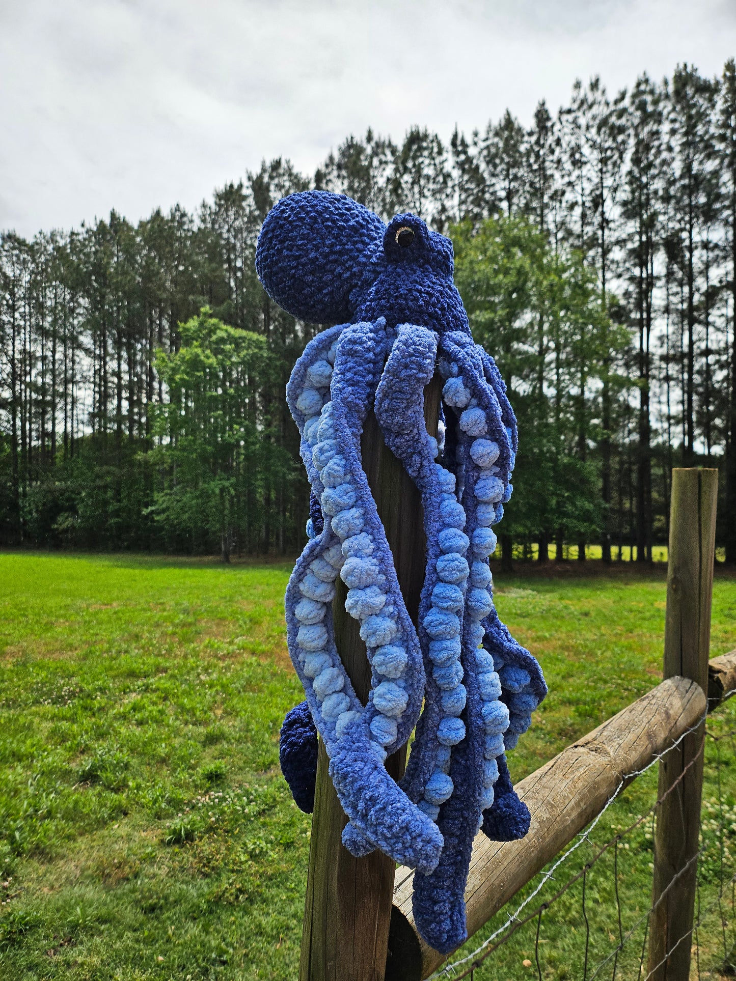 Octopus